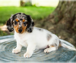 Puppy Larkin Dachshund