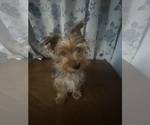 Small #19 Yorkshire Terrier