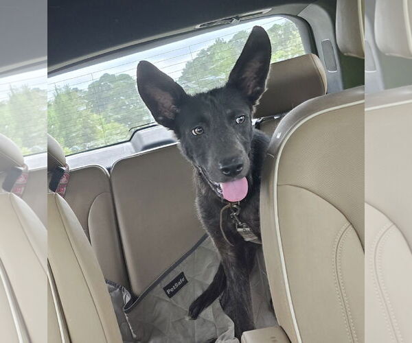 Medium Photo #2 Shepradors Puppy For Sale in La Grange , NC, USA