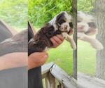 Small #4 Cocker Spaniel
