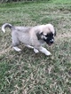 Small Photo #9 Anatolian Shepherd-Great Pyrenees Mix Puppy For Sale in ROBSTOWN, TX, USA