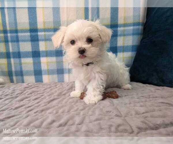 Medium Photo #1 Maltese Puppy For Sale in OCALA, FL, USA