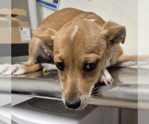 Chihuahua Dogs for adoption in Bakersfield, CA, USA