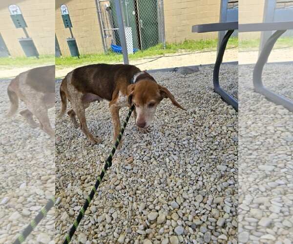 Medium Photo #4 Beagle Puppy For Sale in Tampa, FL, USA