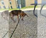 Small #3 Beagle
