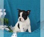 Small #3 Boston Terrier