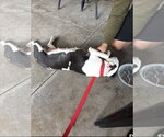 Small #4 American Boston Bull Terrier