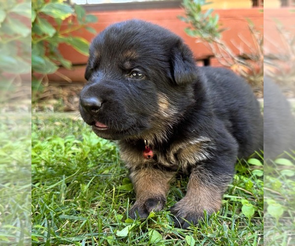 Medium Photo #41 German Shepherd Dog Puppy For Sale in MARIPOSA, CA, USA