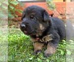 Small Photo #41 German Shepherd Dog Puppy For Sale in MARIPOSA, CA, USA