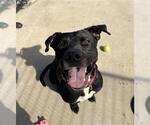 Small #1 American Pit Bull Terrier