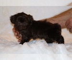 Small #11 ShihPoo