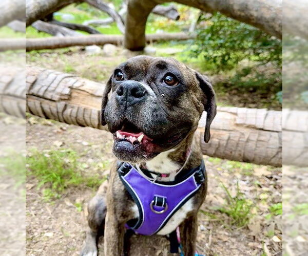 Medium Photo #3 Boxer Puppy For Sale in Pasadena, CA, USA