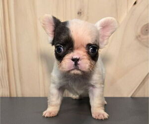 Medium French Bulldog