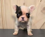 Puppy Leia French Bulldog