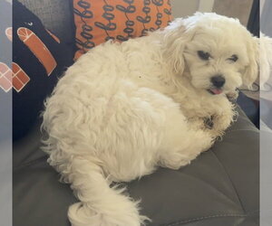Briella - Female Maltese Dog for Adoption - Photo #5
