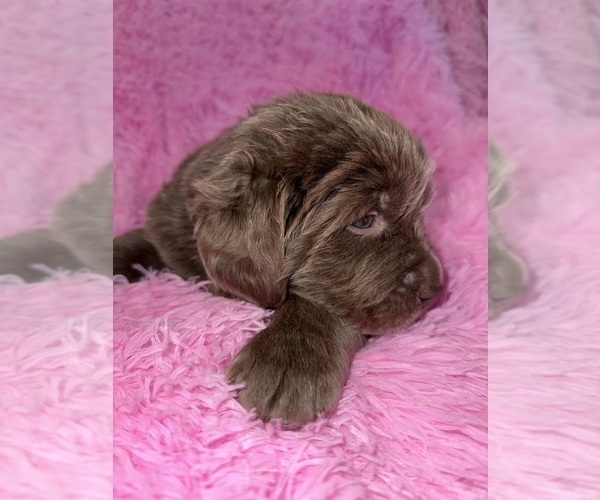 Medium Photo #2 Newfoundland Puppy For Sale in MARTINSBURG, WV, USA