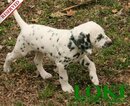 Small Photo #66 Dalmatian Puppy For Sale in ENID, OK, USA