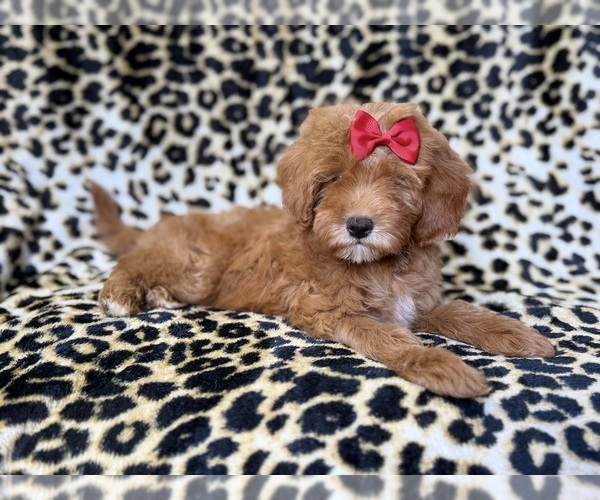 Medium Photo #1 Cavapoo (Miniature) Puppy For Sale in LAKELAND, FL, USA