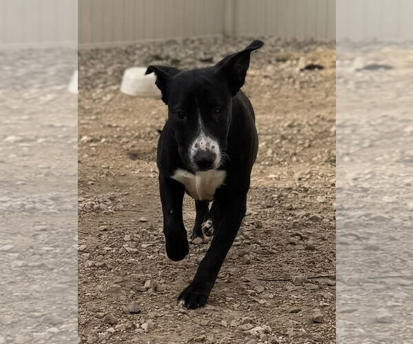 Medium Photo #2 Labrador Retriever-Unknown Mix Puppy For Sale in Corning, AR, USA