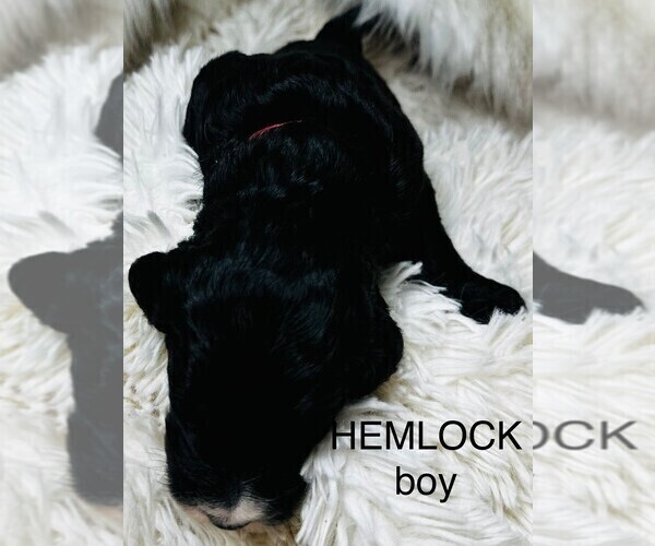 Medium Photo #5 Sheepadoodle Puppy For Sale in BUFFALO, MN, USA