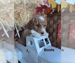 Poodle (Miniature) Puppy for sale in DEARY, ID, USA