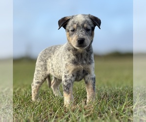 Australian Cattle Dog Puppy for sale in ZOLFO SPRINGS, FL, USA