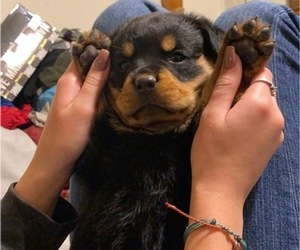 Rottweiler Puppy for sale in LODI, CA, USA