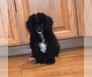 Poodle (Toy) Puppy for sale in BARNESVILLE, KS, USA