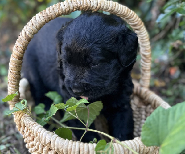 Medium Photo #3 Black Russian Terrier Puppy For Sale in S CHARLESTON, WV, USA