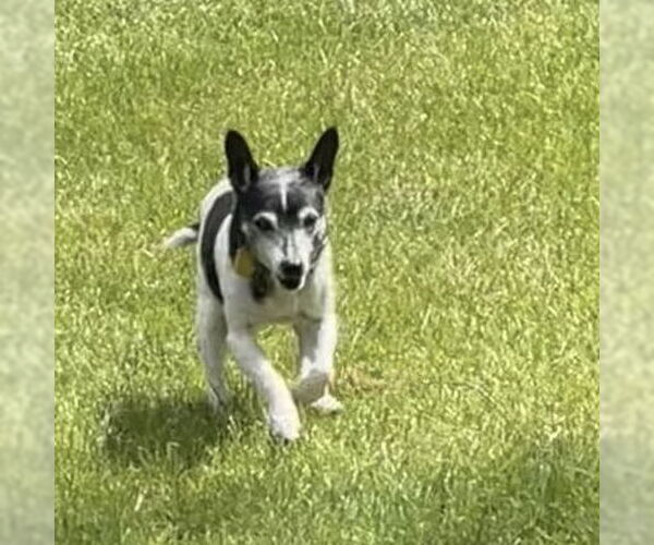 Medium Photo #12 Rat Terrier Puppy For Sale in Atlanta, GA, USA