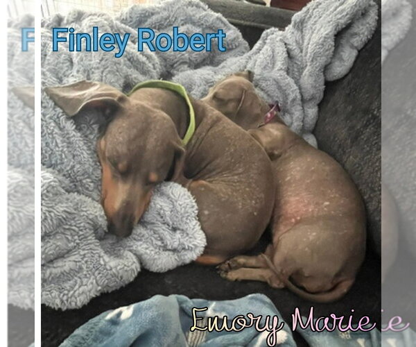 Medium Photo #16 Dachshund Puppy For Sale in San Antonio, TX, USA