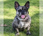 Small #11 French Bulldog Mix