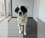 Small #1 Great Pyrenees Mix