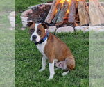 Small #19 American Pit Bull Terrier Mix