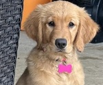 Puppy Pink Girl Golden Retriever