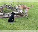 Small #3 Labrador Retriever Mix