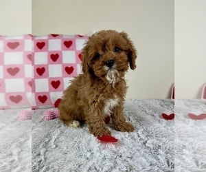 Cavapoo Puppy for sale in GREENFIELD, IN, USA