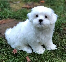 Maltipoo Dogs for adoption in W LINN, OR, USA