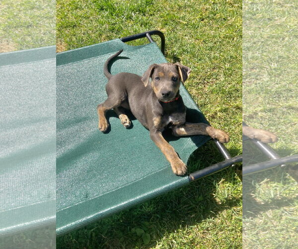 Medium Photo #12 Mutt Puppy For Sale in San Diego, CA, USA