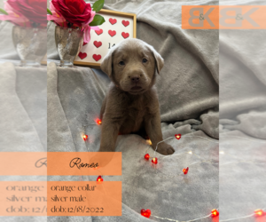 Labrador Retriever Puppy for sale in HOBART, OK, USA