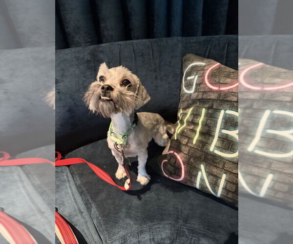 Medium Photo #4 Shih Tzu-Unknown Mix Puppy For Sale in Mooresville, NC, USA