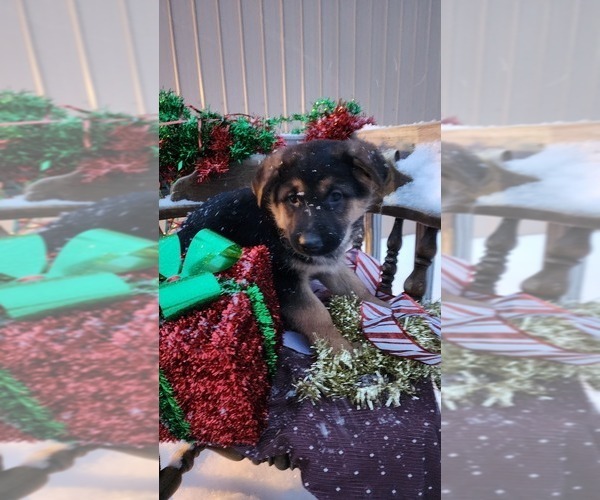 Medium Photo #4 German Shepherd Dog Puppy For Sale in GREENWOOD, WI, USA
