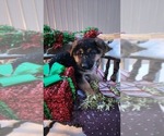 Small Photo #5 German Shepherd Dog Puppy For Sale in GREENWOOD, WI, USA