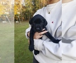 Small Photo #15 Labrador Retriever Puppy For Sale in FAYETTEVILLE, GA, USA