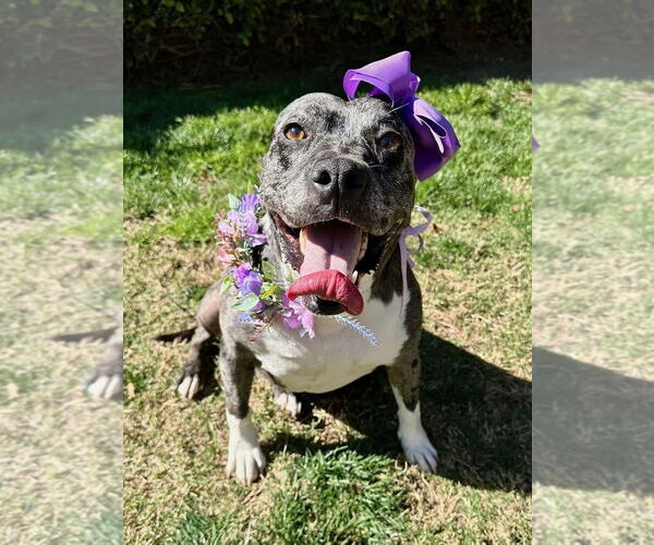 Medium Photo #10 American Pit Bull Terrier-Unknown Mix Puppy For Sale in Redlands, CA, USA