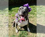 Small #9 American Pit Bull Terrier Mix