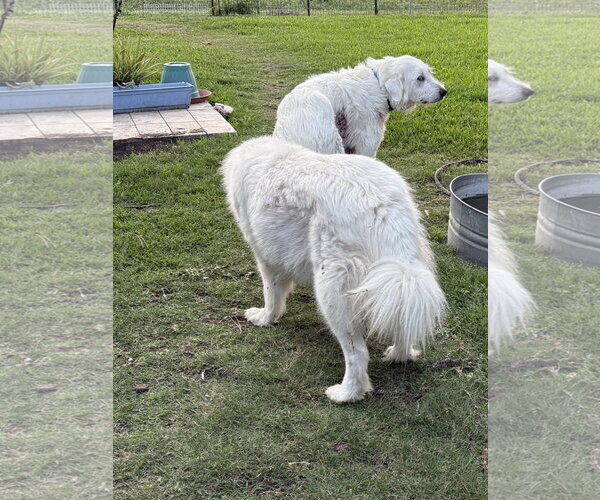 Medium Photo #7 Great Pyrenees-Unknown Mix Puppy For Sale in Houston, TX, USA