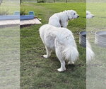 Small #6 Great Pyrenees Mix