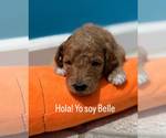Puppy Belle Goldendoodle