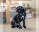 Small #9 Mutt